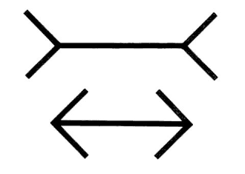 muller lyer illusion